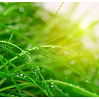 Grass