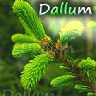 Dallum