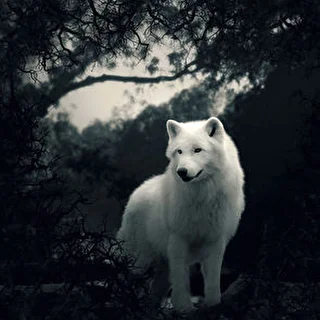 Akela