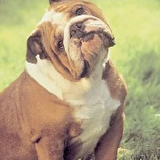 English buldog