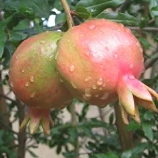 Любовь любимая
