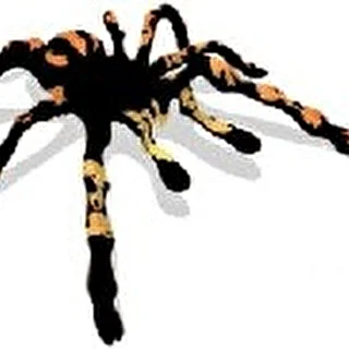 ***Tarantula***