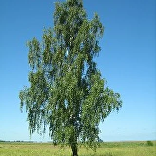 vadim1