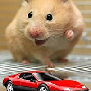 Dj FlyHamster
