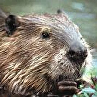 Angry Beaver