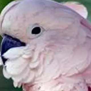 Cacatua