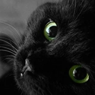 Cat Black