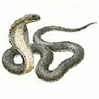 Suzukii