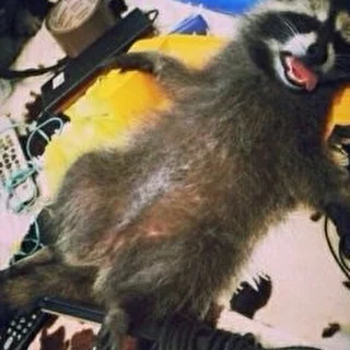 MrRaccoon