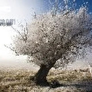 source dream