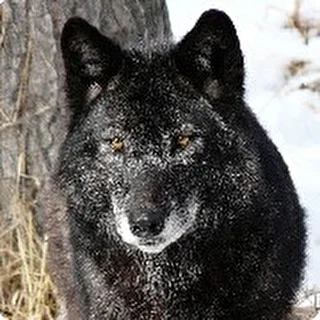 black-volk
