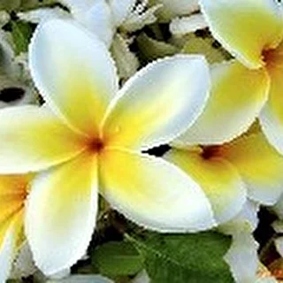mamaolga