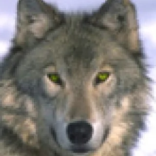 Greywolfff