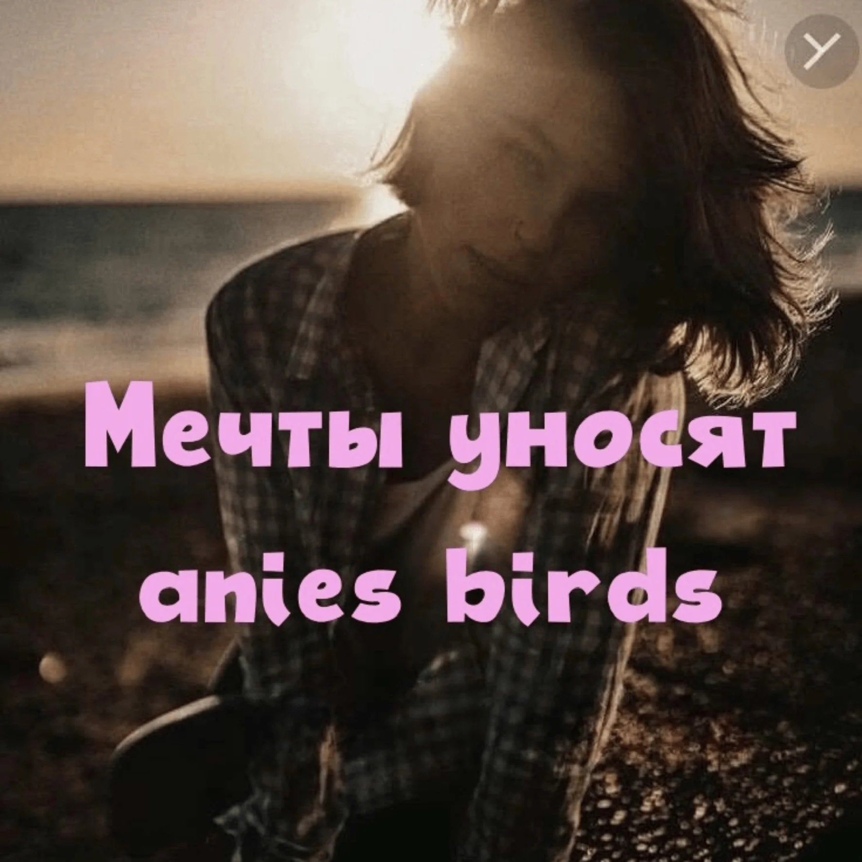 Anies birds 
